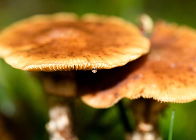Trippy mushrooms close up