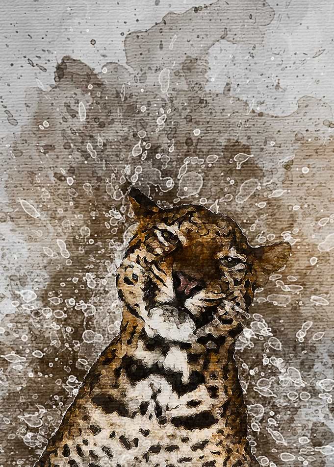 Leopard