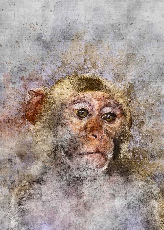 Monkey