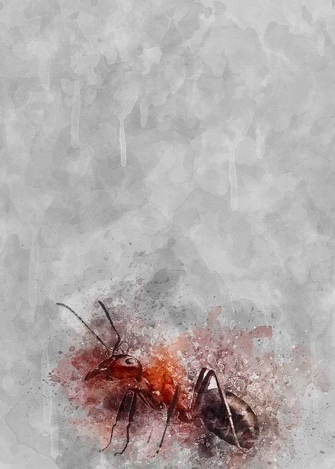 Ant