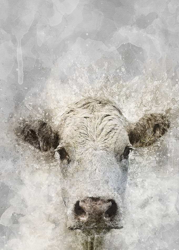 Cow