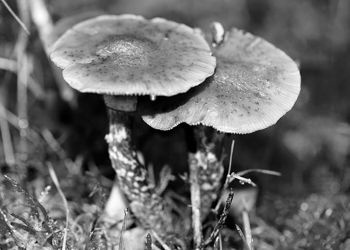 Mushrooms black and white