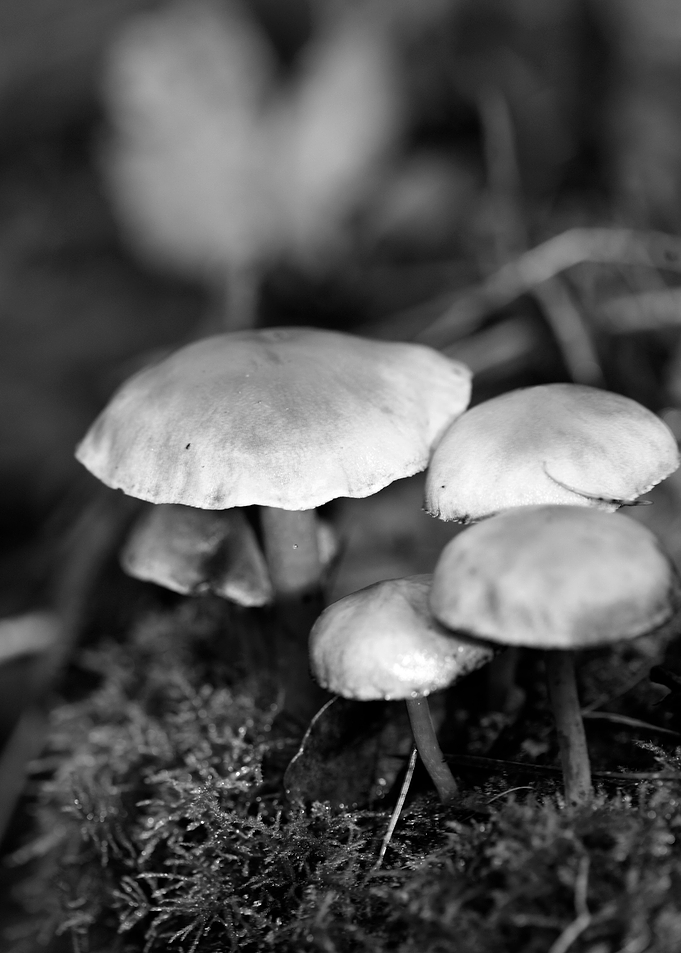 Mushrooms black and white
