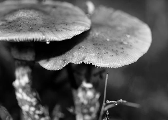 Mushrooms black and white