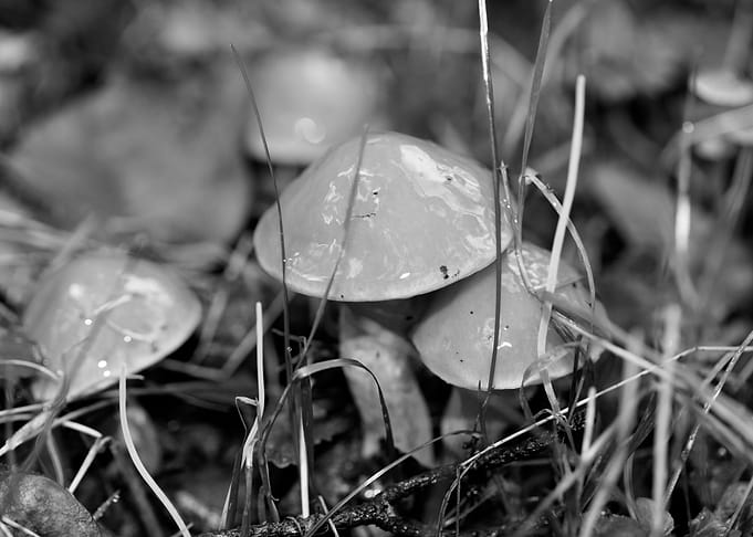 Mushrooms black and white
