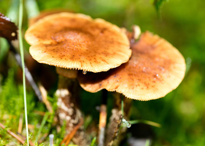 Trippy mushrooms close up
