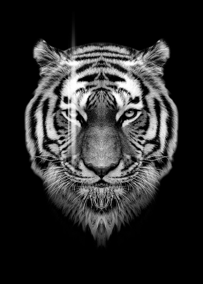 wild angry tiger face