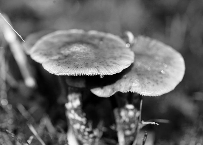Mushrooms black and white