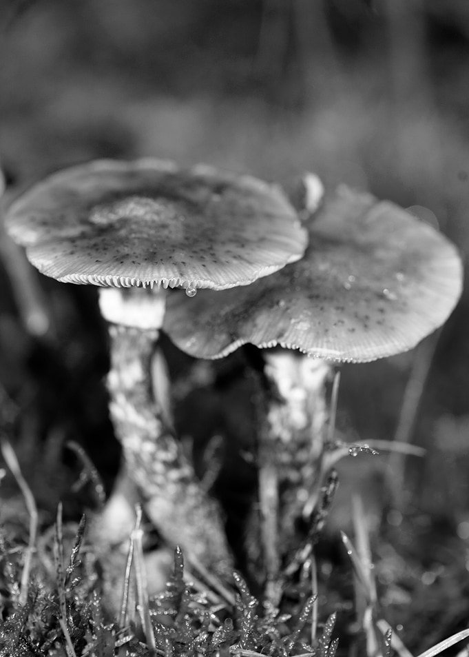 Mushrooms black and white