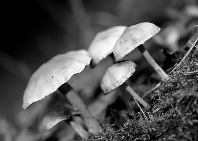 Mushrooms black and white