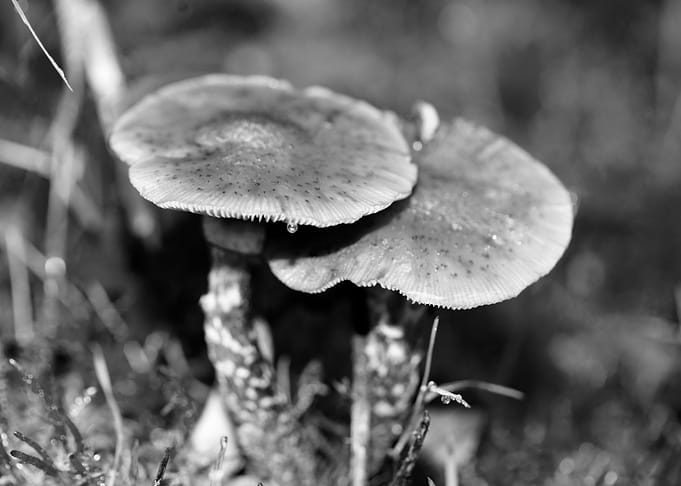 Mushrooms black and white