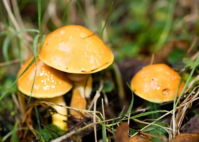Trippy mushrooms close up