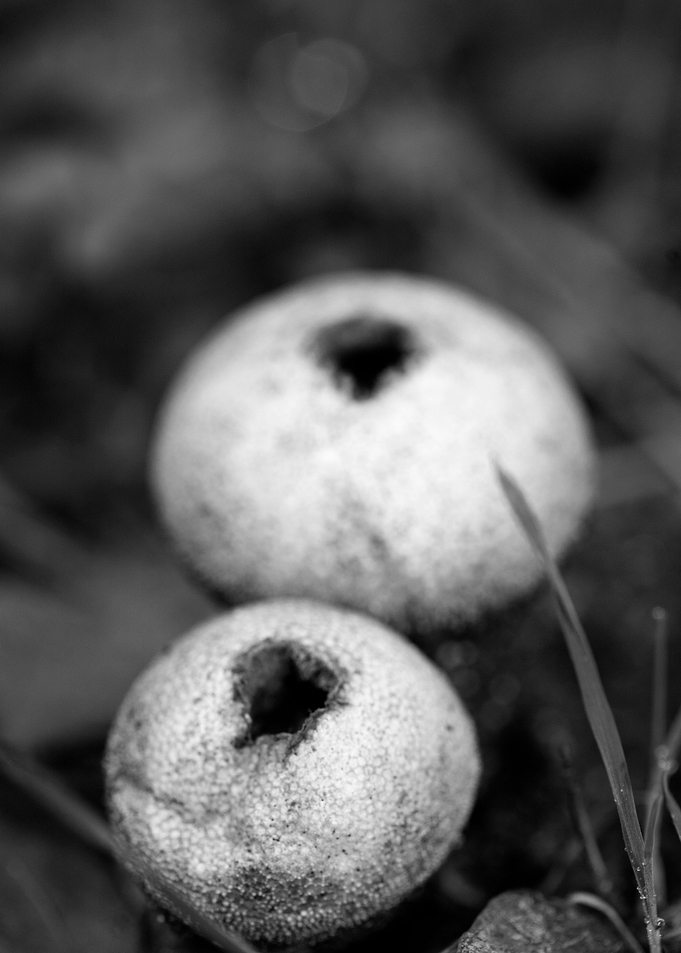 Mushrooms black and white