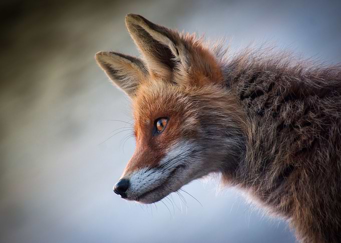 Fox