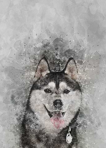 The Husky