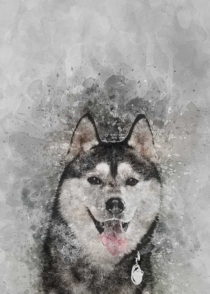 The Husky