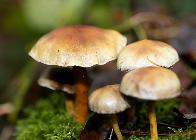 Trippy mushrooms close up