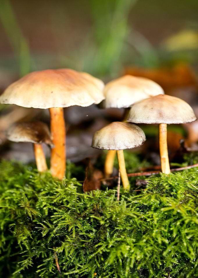 Trippy mushrooms close up