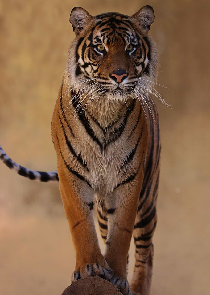 Tiger Portrait