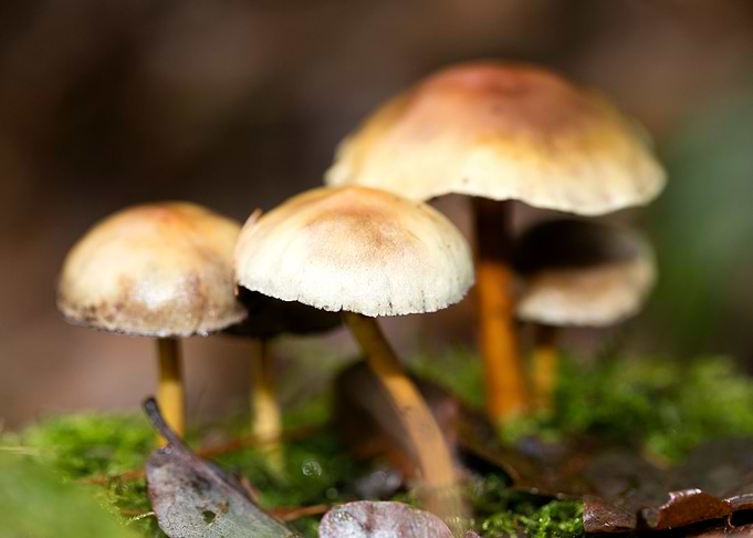 Trippy mushrooms close up