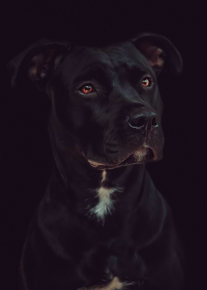 Mans Best Friend 1