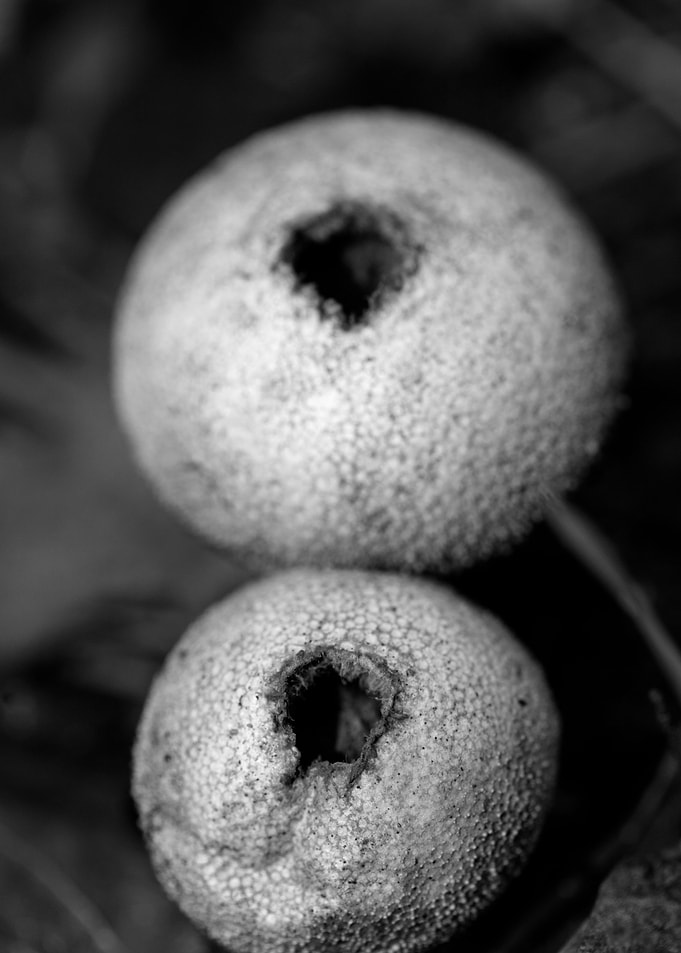 Mushrooms black and white
