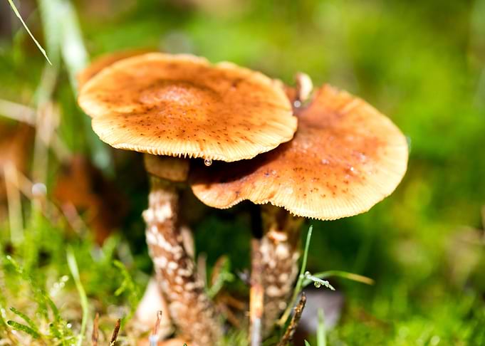 Trippy mushrooms close up