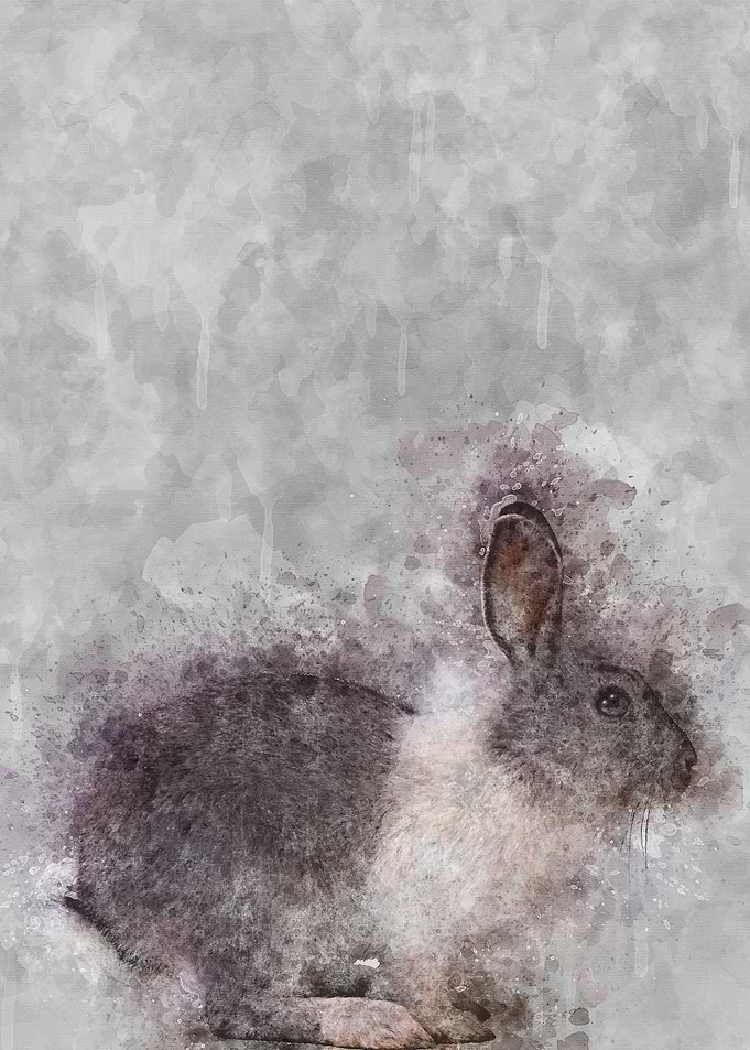 Rabbit