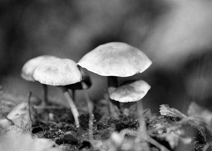 Mushrooms black and white