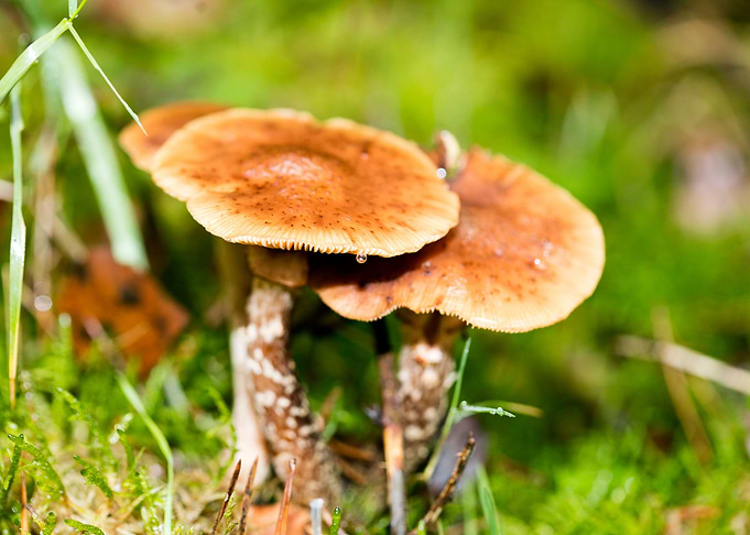 Trippy mushrooms close up