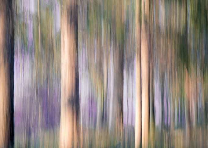 Swaying pines II