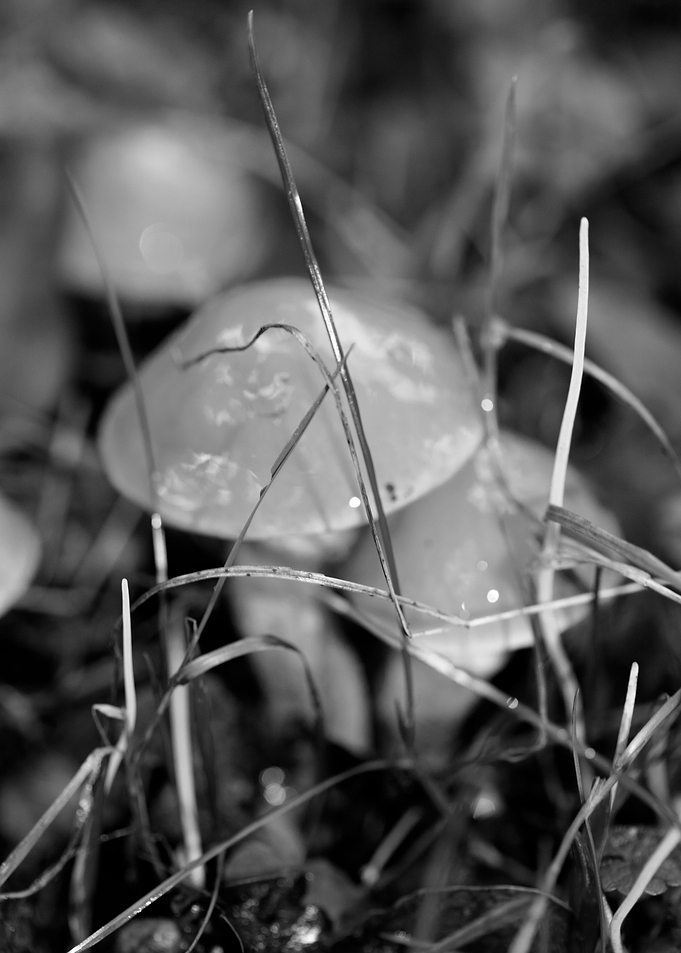 Mushrooms black and white
