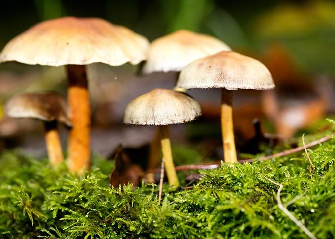 Trippy mushrooms close up