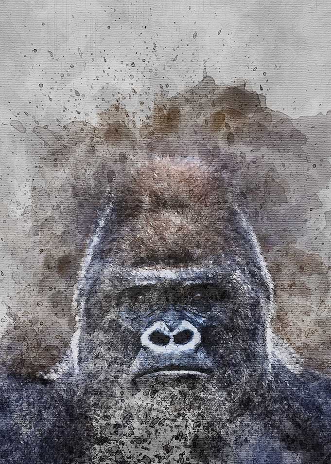 Gorilla