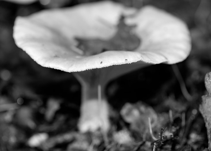 Mushrooms black and white