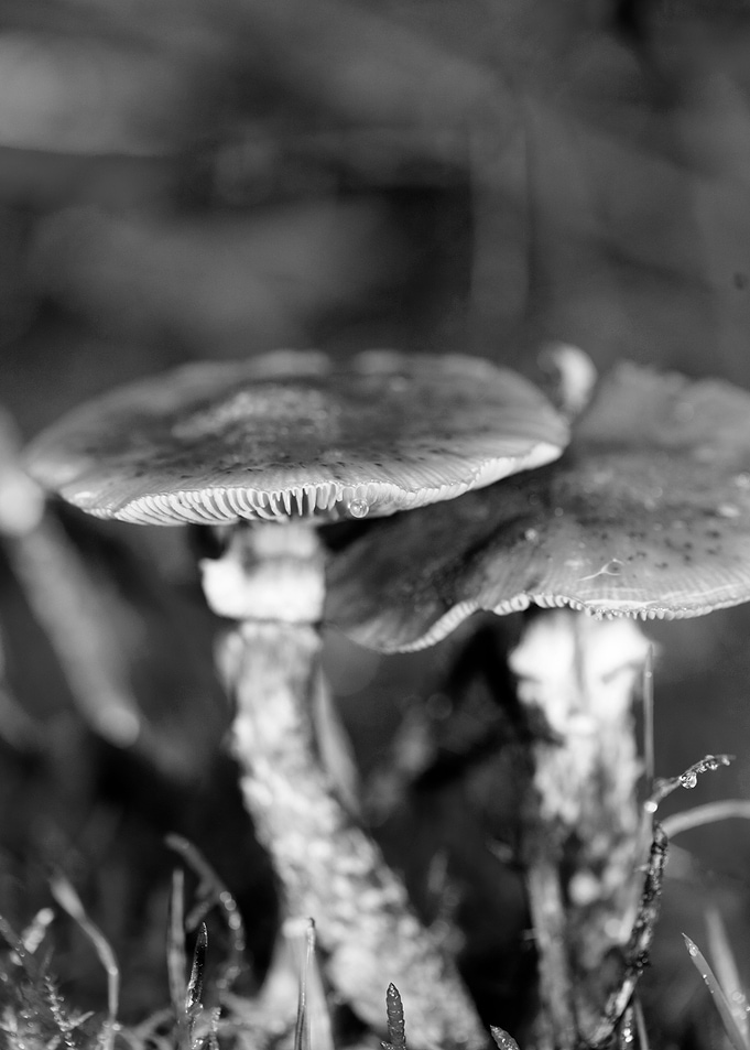 Mushrooms black and white