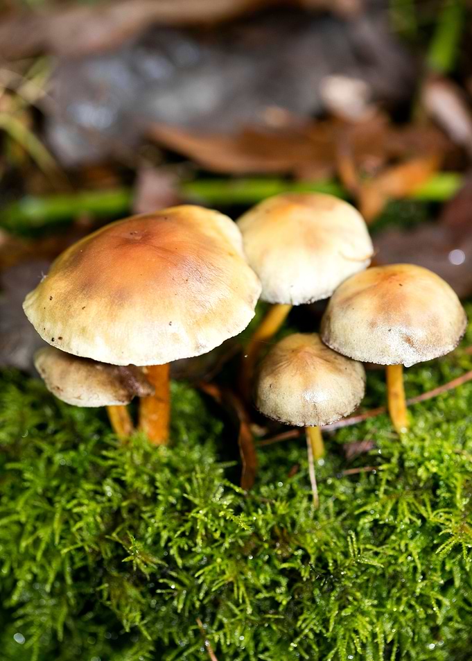 Trippy mushrooms close up