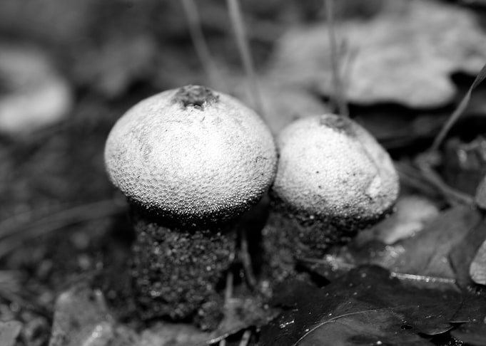 Mushrooms black and white