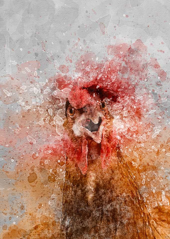 Chicken