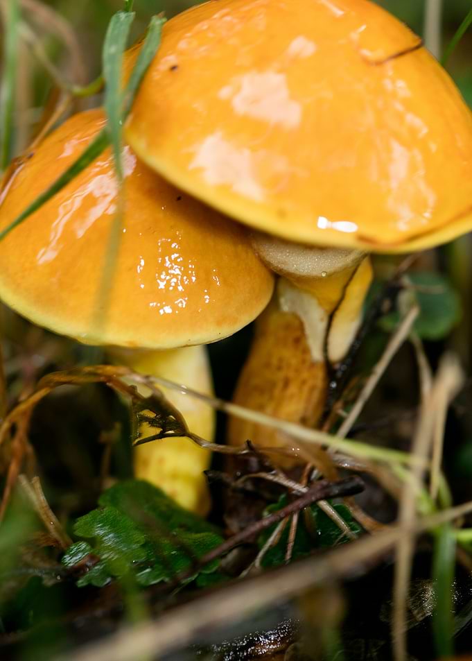 Trippy mushrooms close up