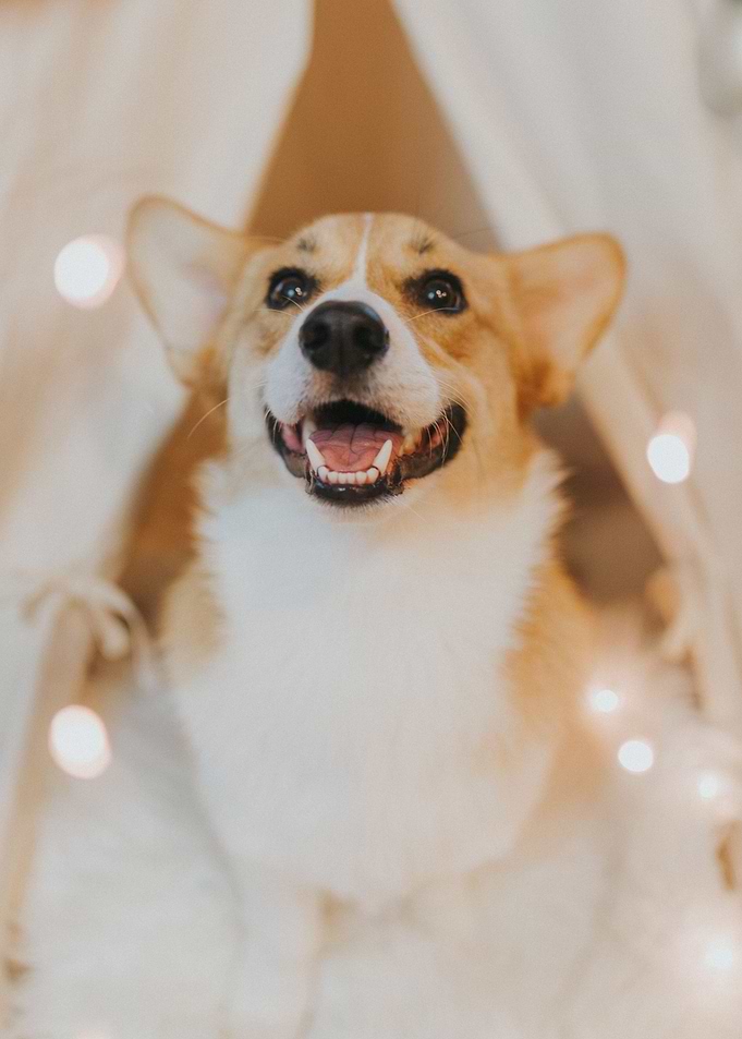 The Royal Corgi