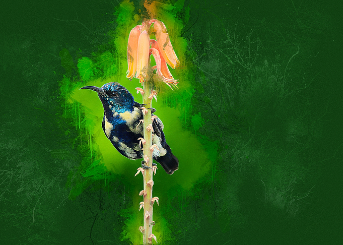 Purple Sunbird Painting