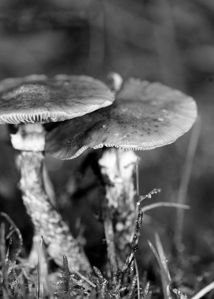 Mushrooms black and white