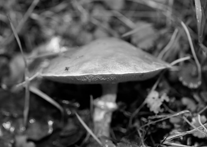 Mushrooms black and white