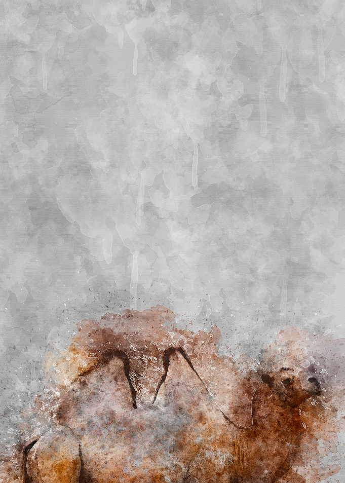 Camel