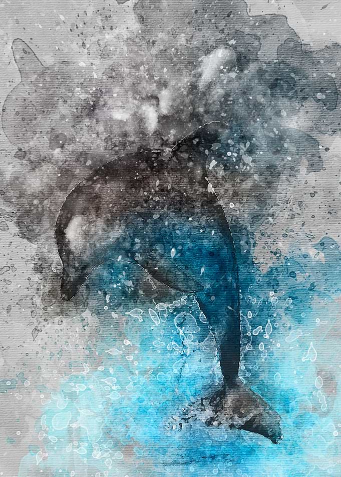 Dolphin