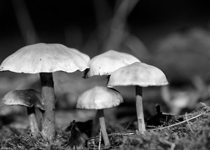Mushrooms black and white