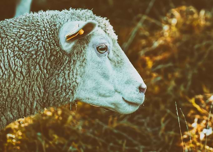 Mr Wool
