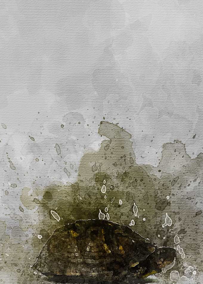 Turtle