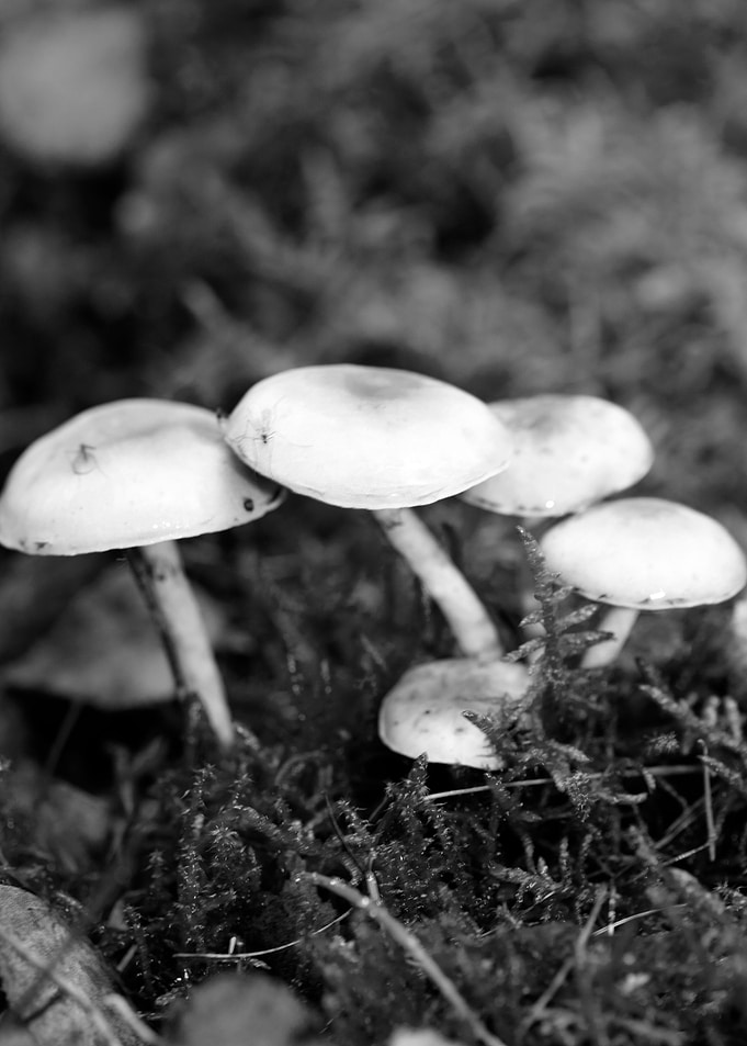 Mushrooms black and white